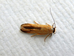 Stathmopoda liporrhoa