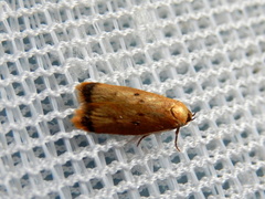 Aeolothapsa acrocosma