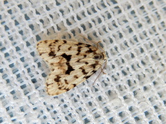 Thallarcha macilenta
