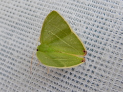 Urolitha bipunctifera