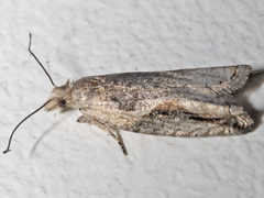 Ancylis coronopa