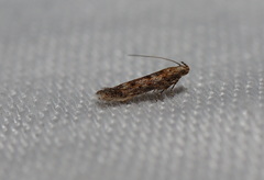 Otonoma anemois