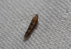 Otonoma anemois