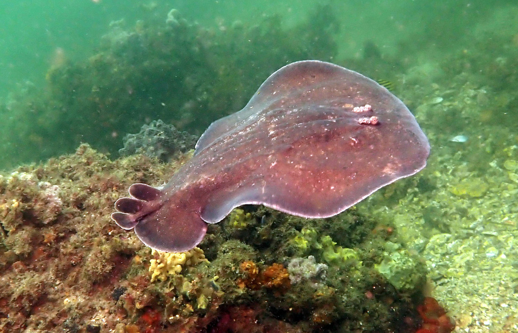 Coffin Rays