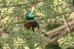 Leptocoma brasiliana