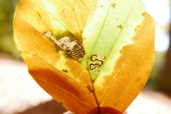 Stigmella tityrella