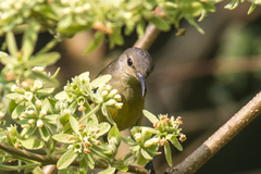 Leptocoma brasiliana