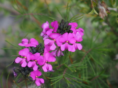 Gompholobium venustum