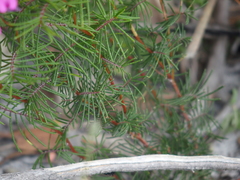 Gompholobium venustum