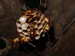 Polistes japonicus