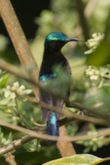 Leptocoma brasiliana