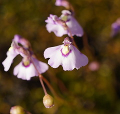 Utricularia grampiana