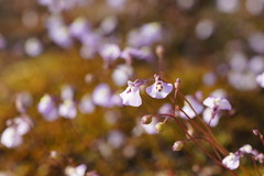 Utricularia grampiana