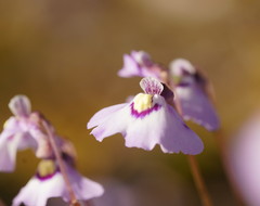Utricularia grampiana