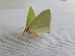 Urolitha bipunctifera