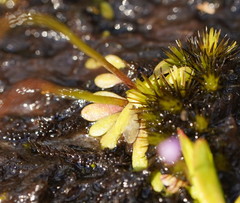 Utricularia grampiana