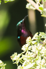 Leptocoma brasiliana