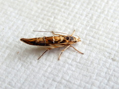 Trachydora chrysodoxa