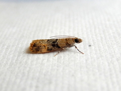 Scoparia eumeles