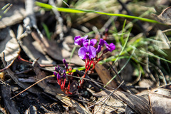 Hardenbergia violacea