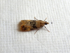 Scoparia eumeles