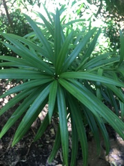 Podocarpus latifolius