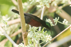 Leptocoma brasiliana