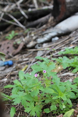 Geranium divaricatum