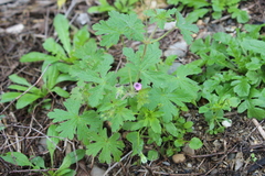 Geranium divaricatum