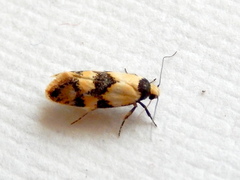Euphiltra celeteria