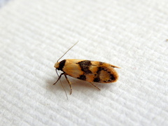 Euphiltra celeteria