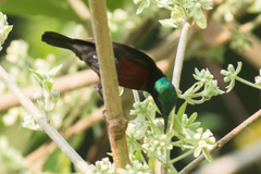 Leptocoma brasiliana