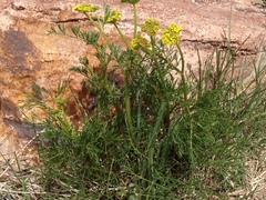 Harbouria trachypleura