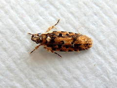 Ardozyga sodalisella