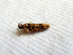 Ardozyga sodalisella