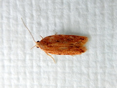 Ardozyga chalazodes