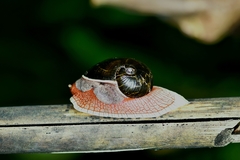 Indrella ampulla