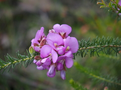 Gompholobium confertum