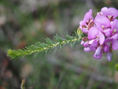 Gompholobium confertum
