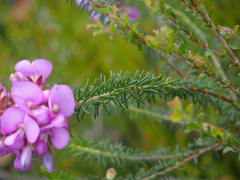 Gompholobium confertum