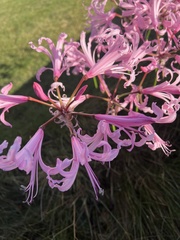 Nerine bowdenii