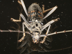 Phoracantha obscura