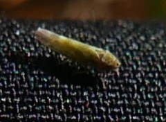Fruticidia bisignata