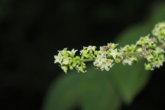 Crepidospermum