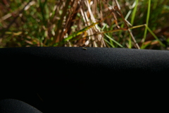 Fruticidia bisignata