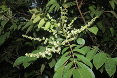 Crepidospermum