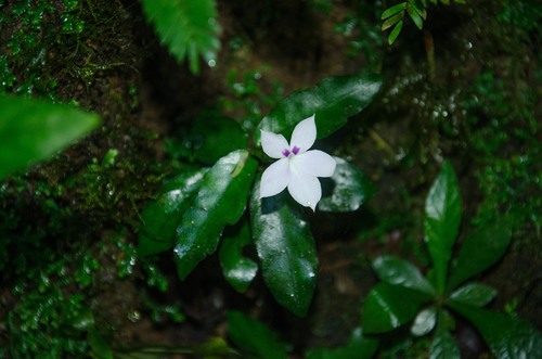 Stenandrium buntingii image