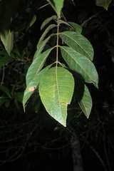 Crepidospermum