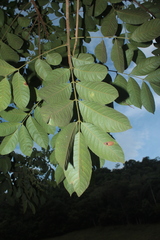 Crepidospermum