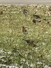 Turdus pilaris